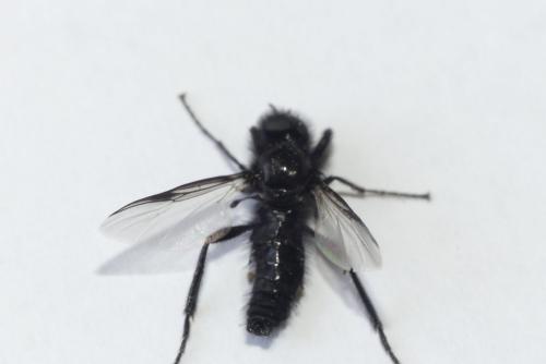 Bibio marci